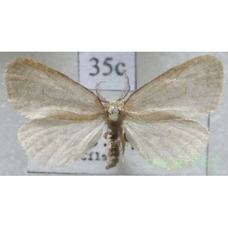 Bijugis bombycella (Denis & Schiffermüller, 1775) Czech35c